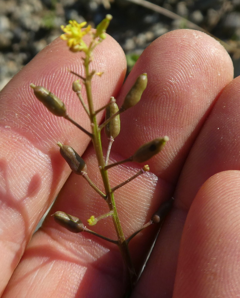 Rorippa palustris / Crescione palustre